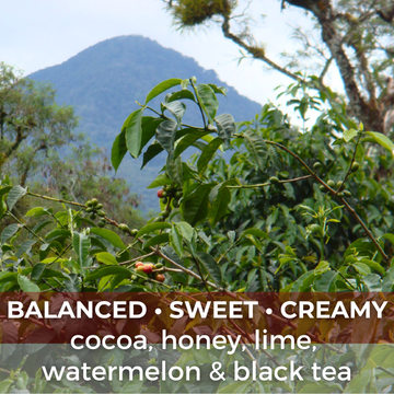 Sumatra Kerinci Natural Grade 1